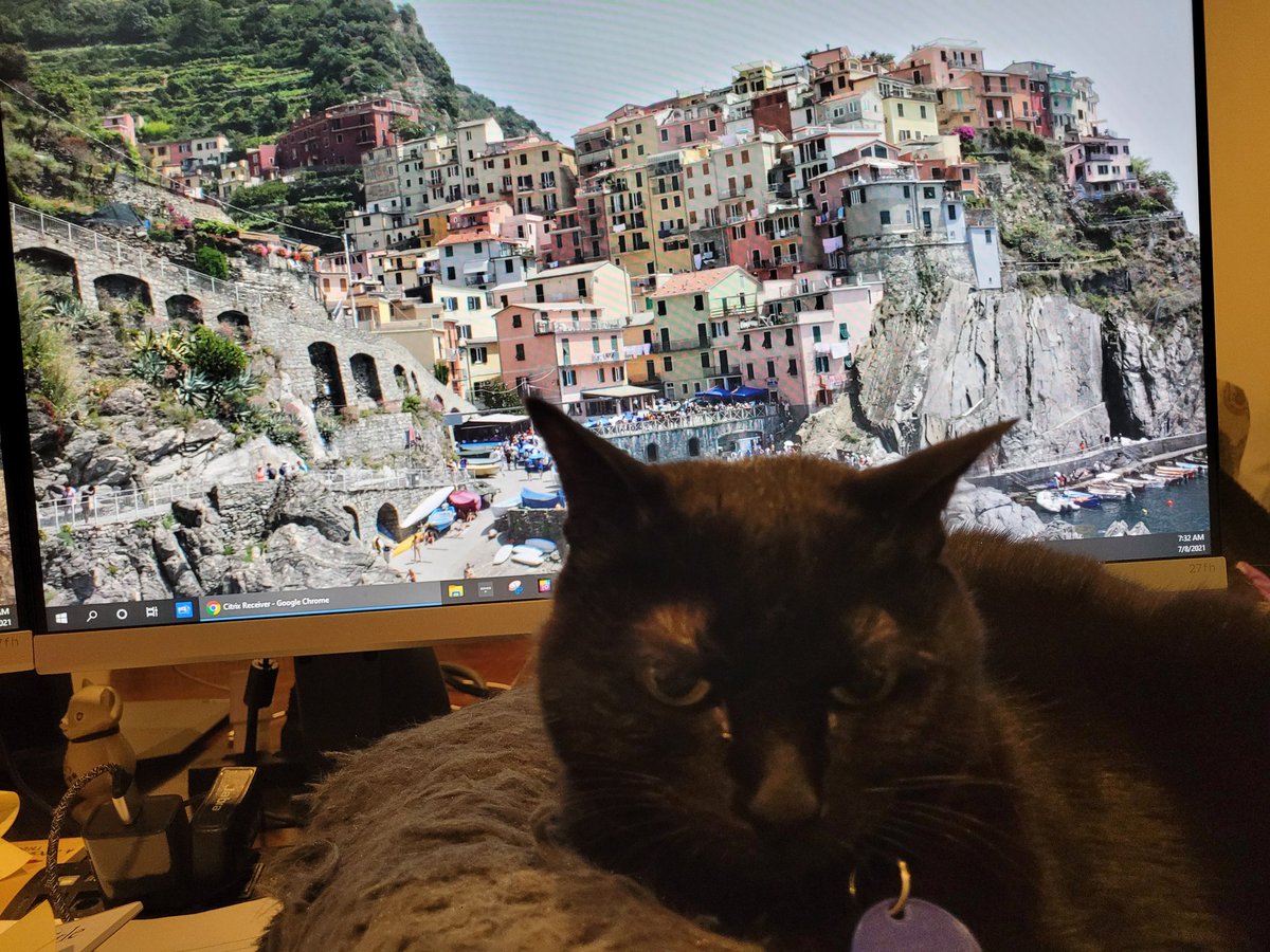 PussycatNaughty's tweet photo. Pinot's #FridayFlight has taken her somewhere marvelous once again. She really needs her own plane. Can anyone tell me #WhereIsPinot?
Bragging rights for area, super bragging rights for the right place.
#CatsOfTwitter #TheAviators #SuperSeniorCatsClub #EdibleCatsClub https://t.co/aro1KvQYSP