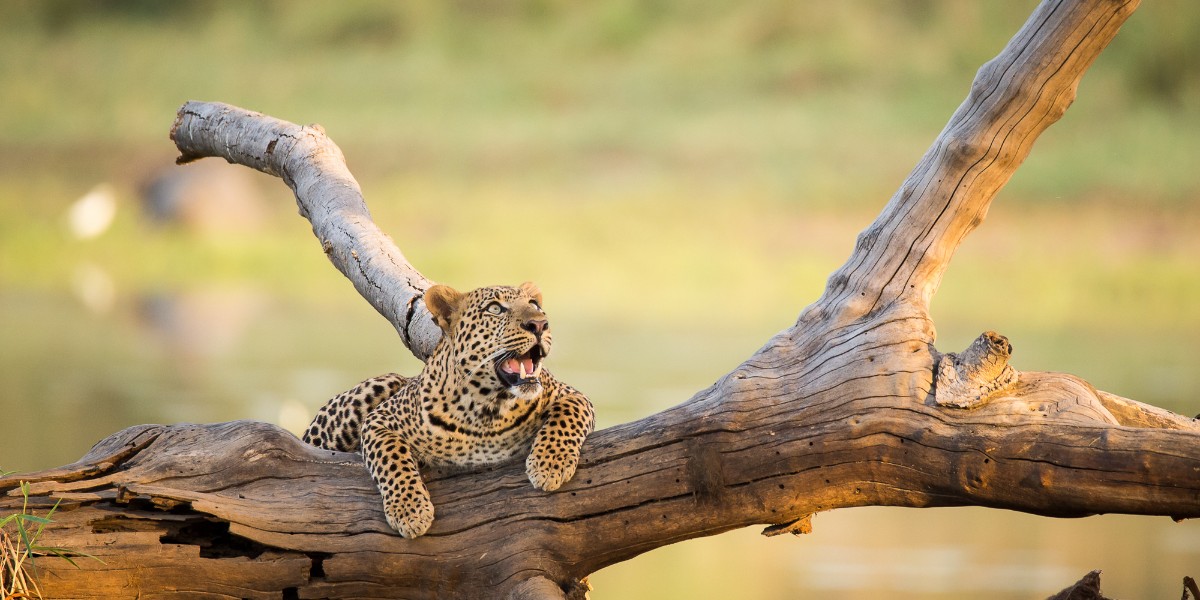 AfricanParks's tweet image. In 2020, an extensive camera-trap study was conducted in Zakouma Nationa Park, Chad. Producing over 144,900 images, results indicated a greater number of leopard, cheetah &amp;amp; striped hyaena, and a larger distribution of lion in the landscape than previously thought.