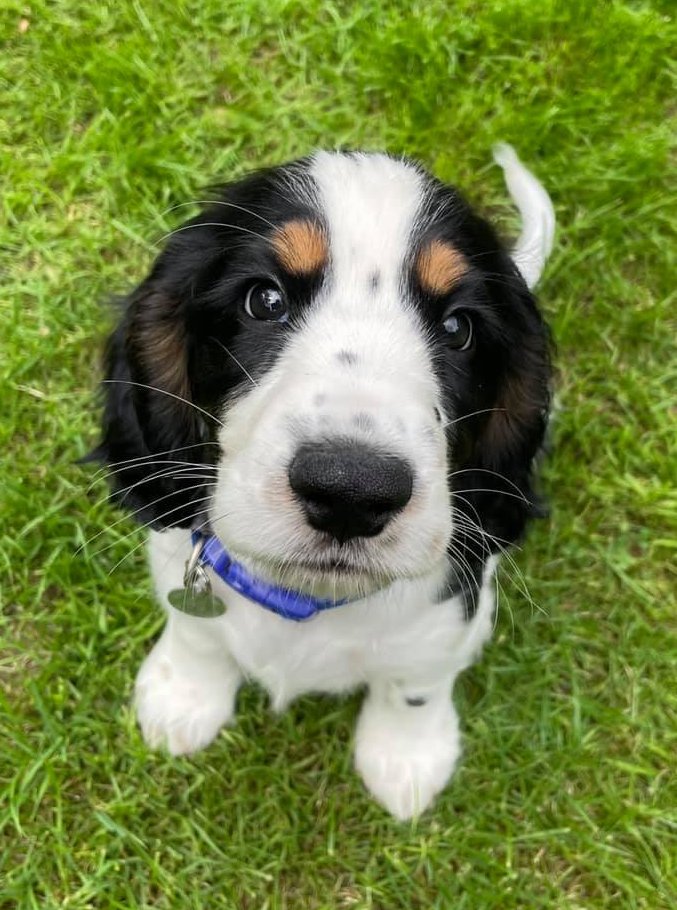 HearingDogs's tweet photo. It is our absolute pleasure to introduce you to Eric 😍

Eric has just started his hearing dog training and is already making lots of new friends 😊❤️ https://t.co/SYl7zWPDiG