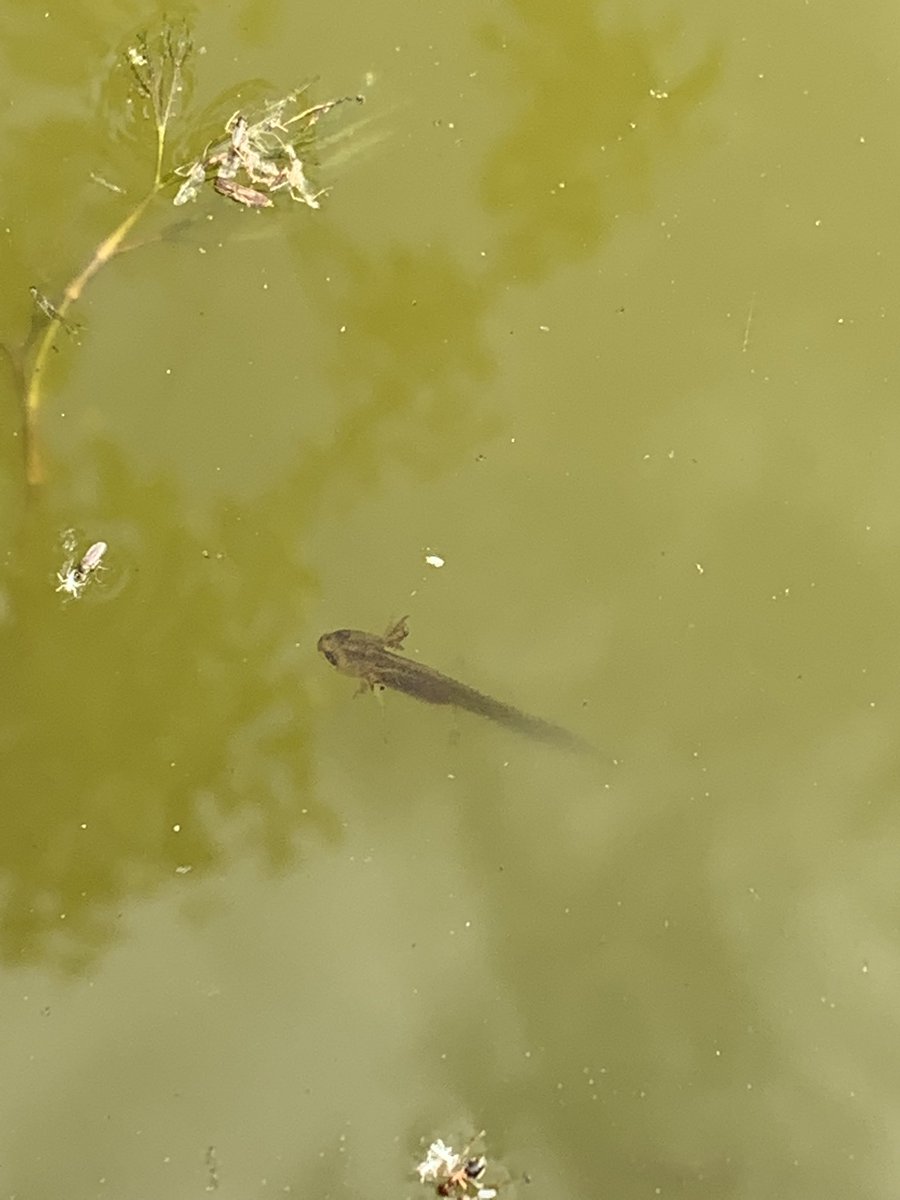 felicitywoolf's tweet photo. Very excited to see baby newts and two frogs in my wild life pond after only 4 months! #wildlifepond @gardencoursesco @Kate_Bradbury https://t.co/ZuW5GwJwD4