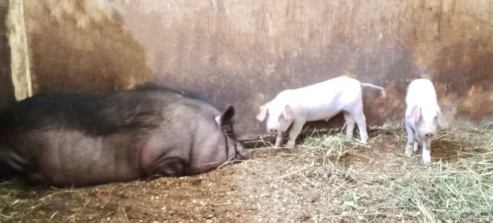 VictorBadass's tweet photo. Adoration abound. ๐ฅฐ๐ฅฐ๐ฅฐ
Had to sneak this shot as no cameras are allowed in the nursery or change rooms.
And whom are they going to complain to? Mhhhee. Exactly.
#pig #pigglets #FarmLife https://t.co/J0cRMs05bx