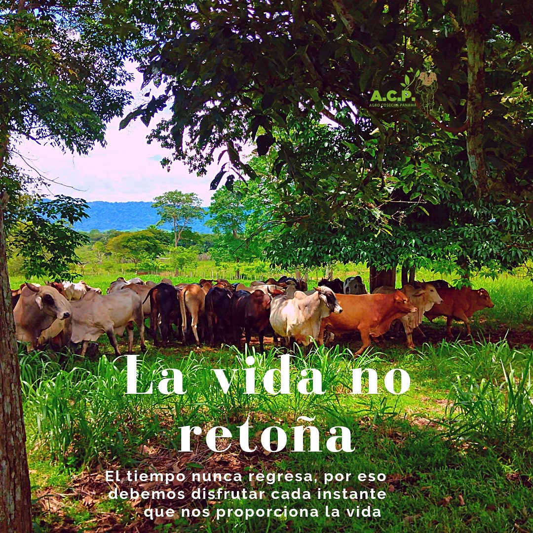CosechaAgro's tweet photo. #AgroFrases
🕒
#somosAgro #AgroCosechaPanamá #ApoyandoAlProductor #ConsumeLoNacional #Agro #Agricultura #Agronomía #Agricultor https://t.co/azRq5d3nk9