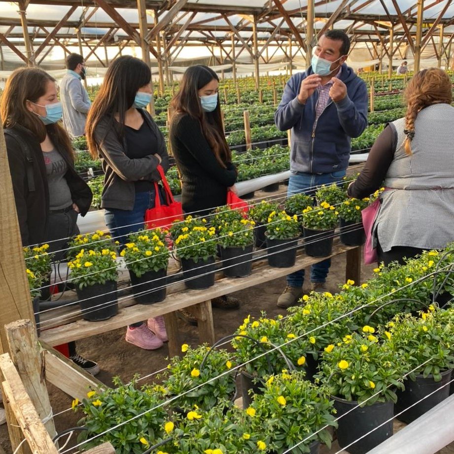 HijuelasM's tweet photo. 🔴Gracias al “Programa Aprendices” que en nuestra comuna es coordinado por la Oficina Omil Municipal, esta semana 12 jóvenes de Hijuelas iniciaron su proceso de inducción laboral en la empresa Multiseed. 
INFO➡️https://t.co/nfnQMcuJkd https://t.co/i52gBkYxE1