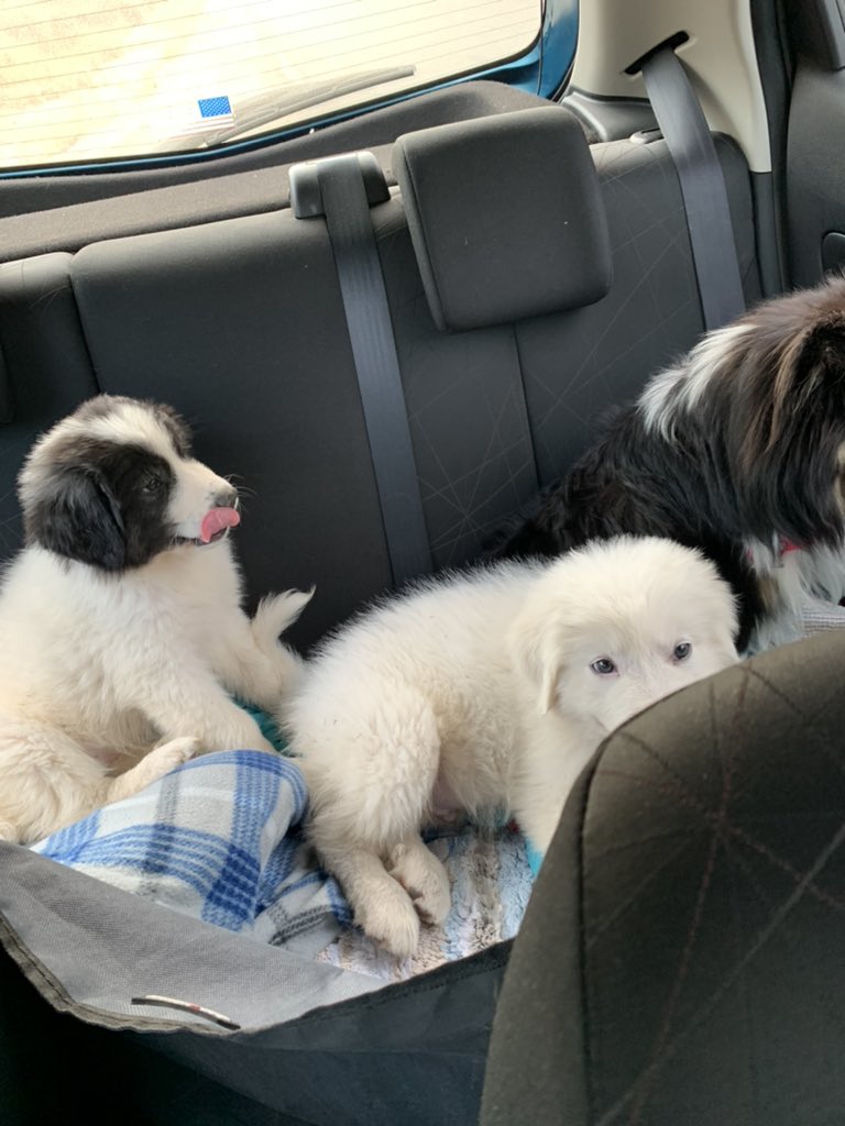 katmac801's tweet photo. I got up at 5 am and drove 2 hours round trip to go get these two little characters. They are staying all day and overnight. Phew! I’m already tired 1 - 10.5 month old and 2 - 11 week olds but should be fun & 😂 #MacyMae #Sheltie & 2 #GreatPyrenees #Bear #Savanna #PuppyLove https://t.co/vFUKTSAIrb