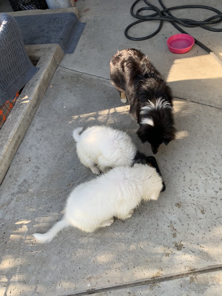 katmac801's tweet photo. I got up at 5 am and drove 2 hours round trip to go get these two little characters. They are staying all day and overnight. Phew! I’m already tired 1 - 10.5 month old and 2 - 11 week olds but should be fun & 😂 #MacyMae #Sheltie & 2 #GreatPyrenees #Bear #Savanna #PuppyLove https://t.co/vFUKTSAIrb