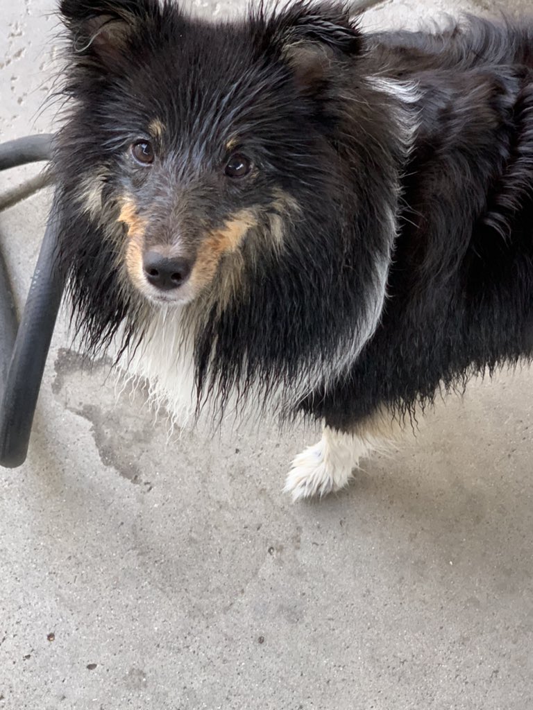 katmac801's tweet photo. I got up at 5 am and drove 2 hours round trip to go get these two little characters. They are staying all day and overnight. Phew! I’m already tired 1 - 10.5 month old and 2 - 11 week olds but should be fun & 😂 #MacyMae #Sheltie & 2 #GreatPyrenees #Bear #Savanna #PuppyLove https://t.co/vFUKTSAIrb