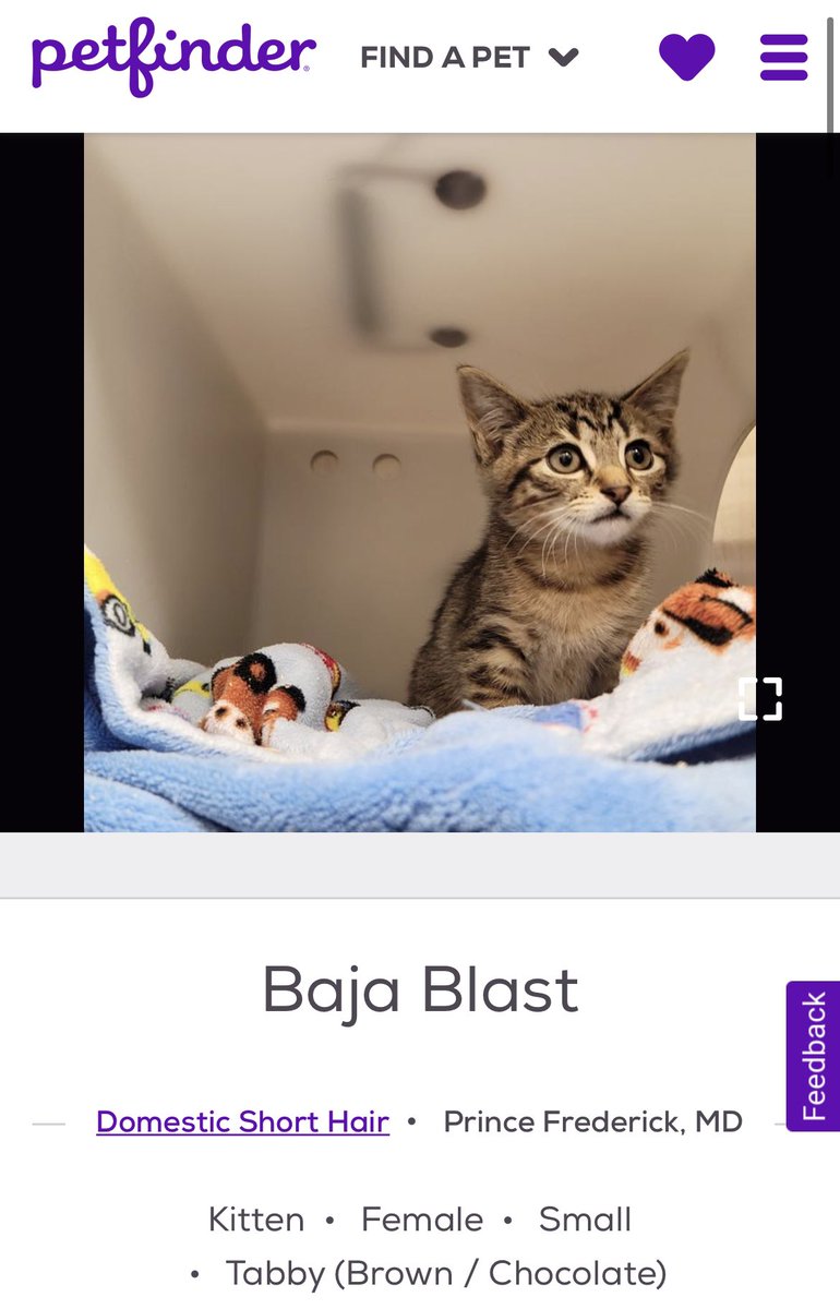 petfinder names (@petfindernames) on Twitter photo 