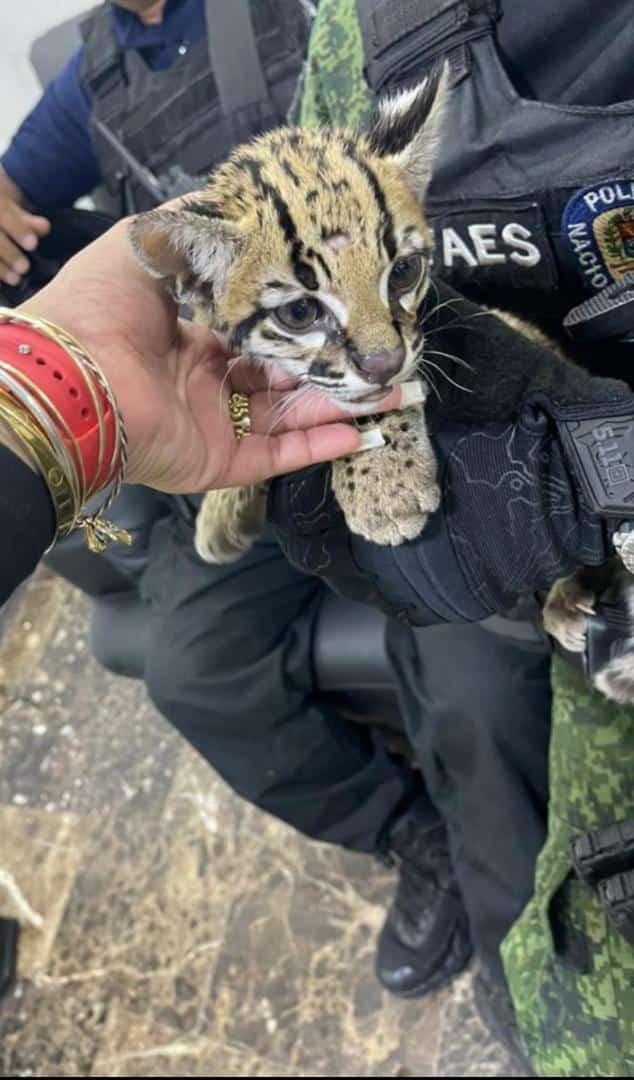 Jesús Medina Ezaine tweet media