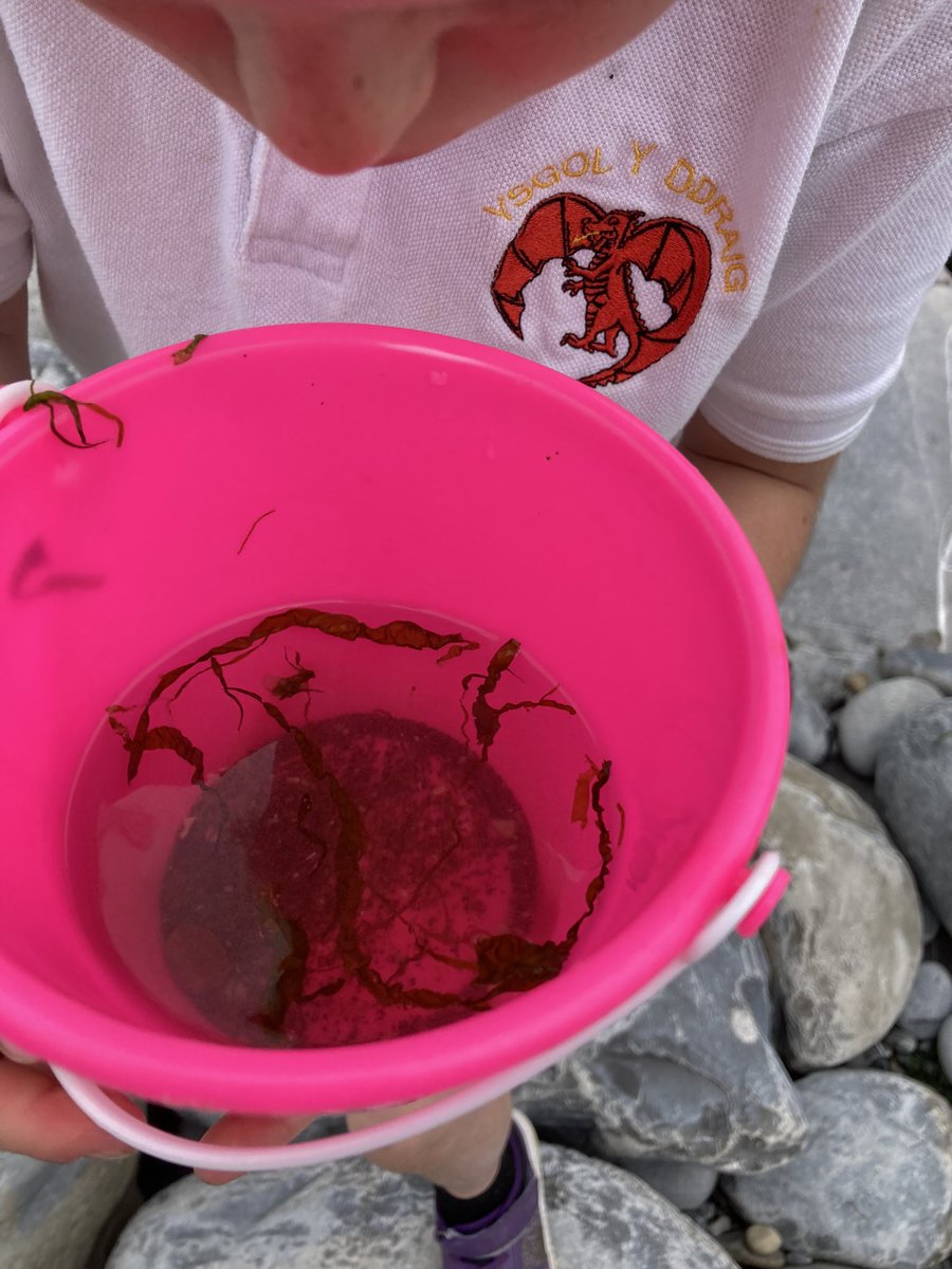 walkinthewild1's tweet photo. A wonderful morning at the beach with #penfro @ysgolyddraig Rotations of rock pooling, beach art and learning about tides. The children also took part in the pebble challenge but their favourite thing was finding crabs and jelly fish! Not forgetting the ice cream! #beachschool https://t.co/DYX7NJ0bXe