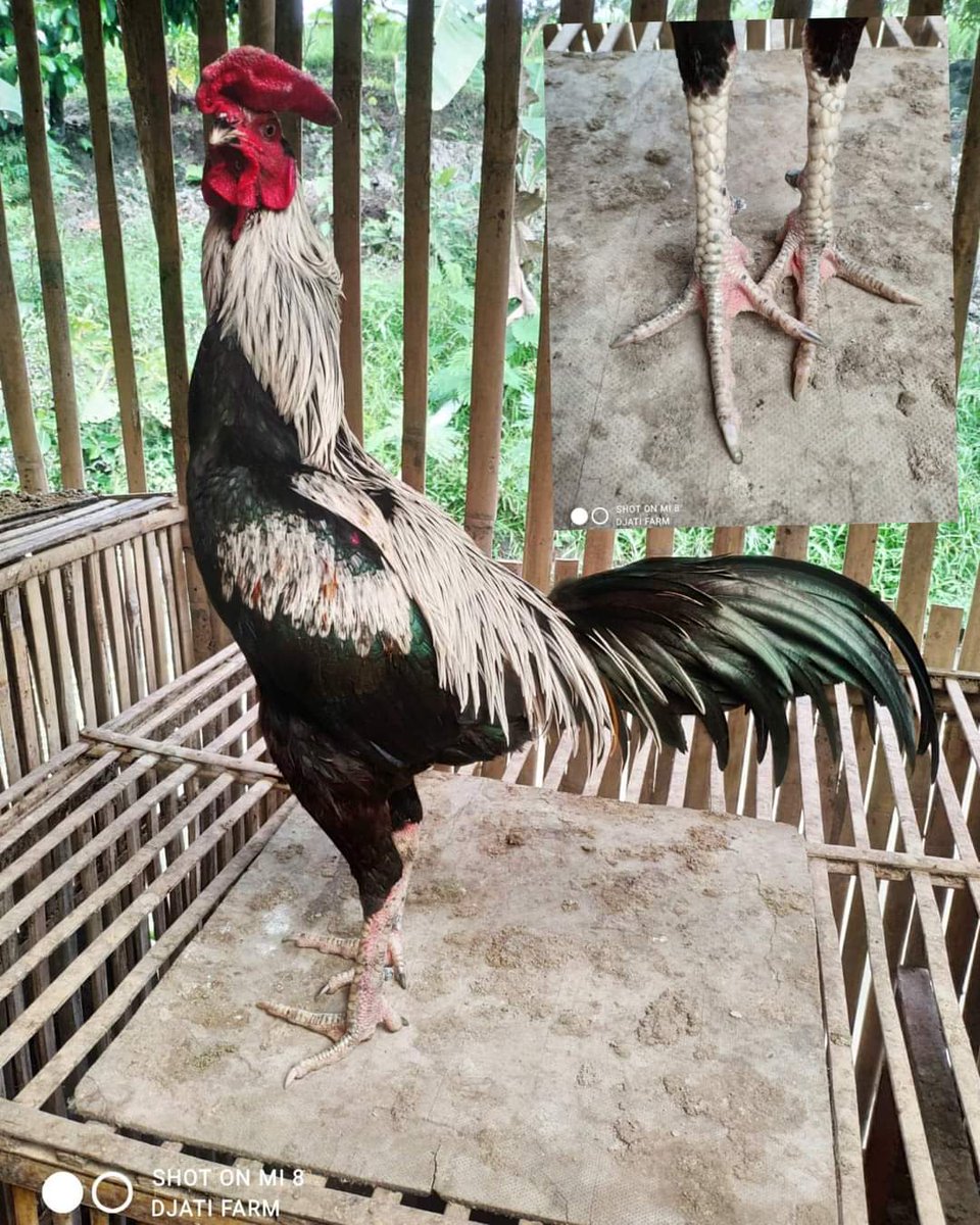 DjatiFarm's tweet photo. https://t.co/9ecrmWKbvM WA
#ayambangkok #ayambangkoksuper #mangon #magon #pakhoy #pakoy #pakoi #ayambirma #ayam #ayampakhoy #ayammangon #pamangon #shamo #ayampamangon #ayampamaiq #ayampama #aseel #ayamkontes #ayamimport #animals #pet #ayampro #fightingcock #cockfight #ayamaduan https://t.co/LvUAE2udO8