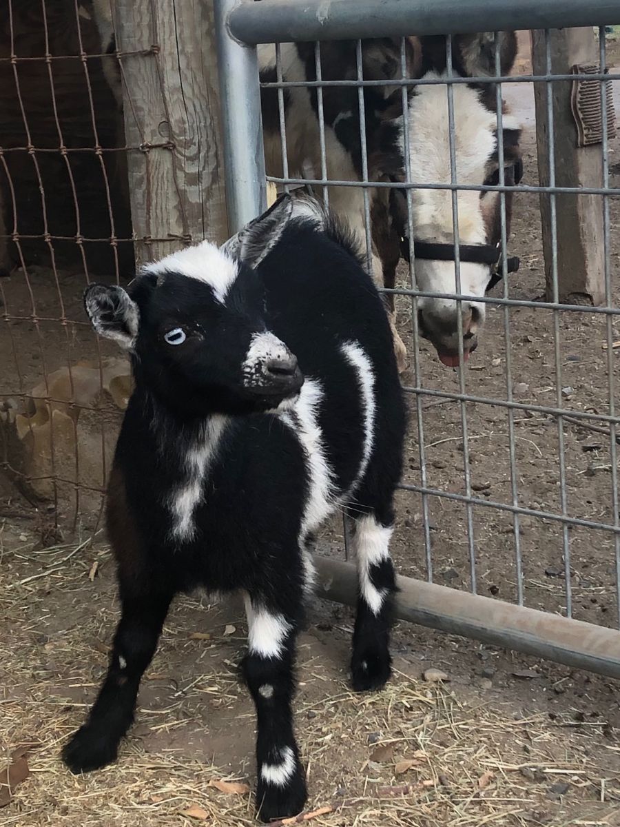 Two Shepherds Wine tweet media