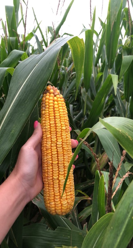 StineSeed's tweet photo. Stine Regional Sales Agronomist Tanna Petersak was in southern Georgia earlier this week looking at a Stine 9814 corn field with ISR Robbie Ames and Robbie Bishop. Tanna notes the field “looks phenomenal.”
#Grow21 #Stinehasyield #YieldPlus https://t.co/Da1couadDA