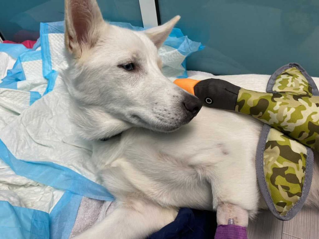 dog_rates's tweet photo. This is Cloud. He was hit by a car and surrendered to his local shelter. He made it through major pelvis and femur surgery, but has a long road of recovery before he can be adopted. You can help Cloud and the rescue who saved him by clicking below. 14/10

https://t.co/YhJXKfCwcd https://t.co/tDYskt4IhK