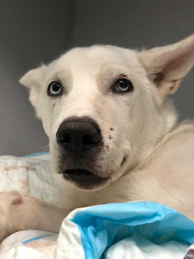 dog_rates's tweet photo. This is Cloud. He was hit by a car and surrendered to his local shelter. He made it through major pelvis and femur surgery, but has a long road of recovery before he can be adopted. You can help Cloud and the rescue who saved him by clicking below. 14/10

https://t.co/YhJXKfCwcd https://t.co/tDYskt4IhK