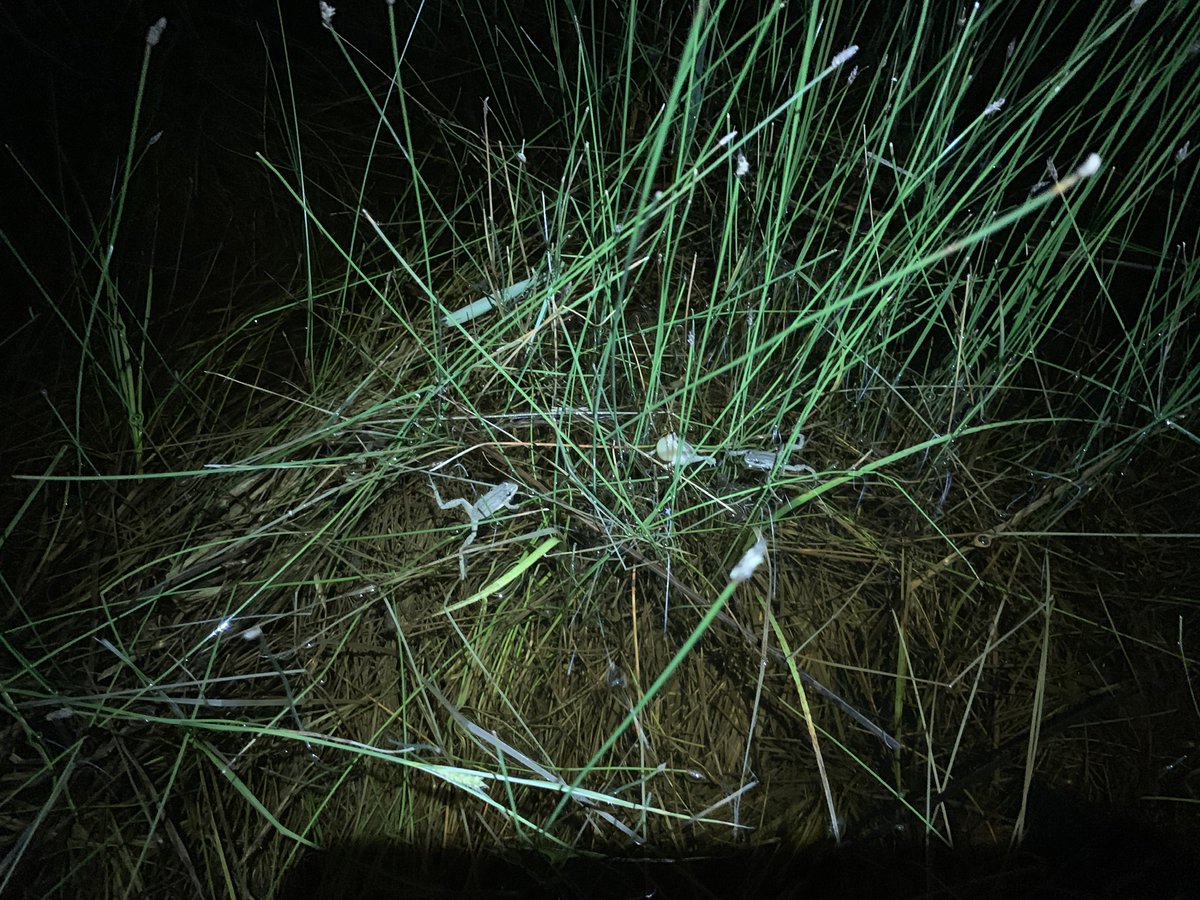 CraneTrustNVC's tweet photo. When the sun goes down…the frogs will play! This week I helped the research team survey the five-potential species of frogs and toads found on the Crane Trust properties once a week for the past few weeks! 
See you next time, 
Amanda 
#thecranetrust #saundersfellow https://t.co/P3knjDiNjD