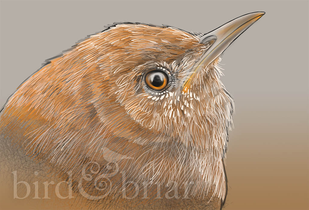 A new (!) but sadly unfinished wren for this week's #colour_collective 

Ah well, it's just good to be back.

Happy Friday everyone!