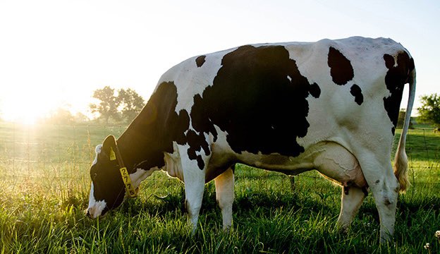 In another major win for the Council, <a href="/VaAgriculture/">VDACS</a> announces the start of a new reimbursement program to assist dairy producers that participate in the federal Dairy Margin Coverage Program. It’s long past time we help our dairy industry in VA, and we thank all involved!