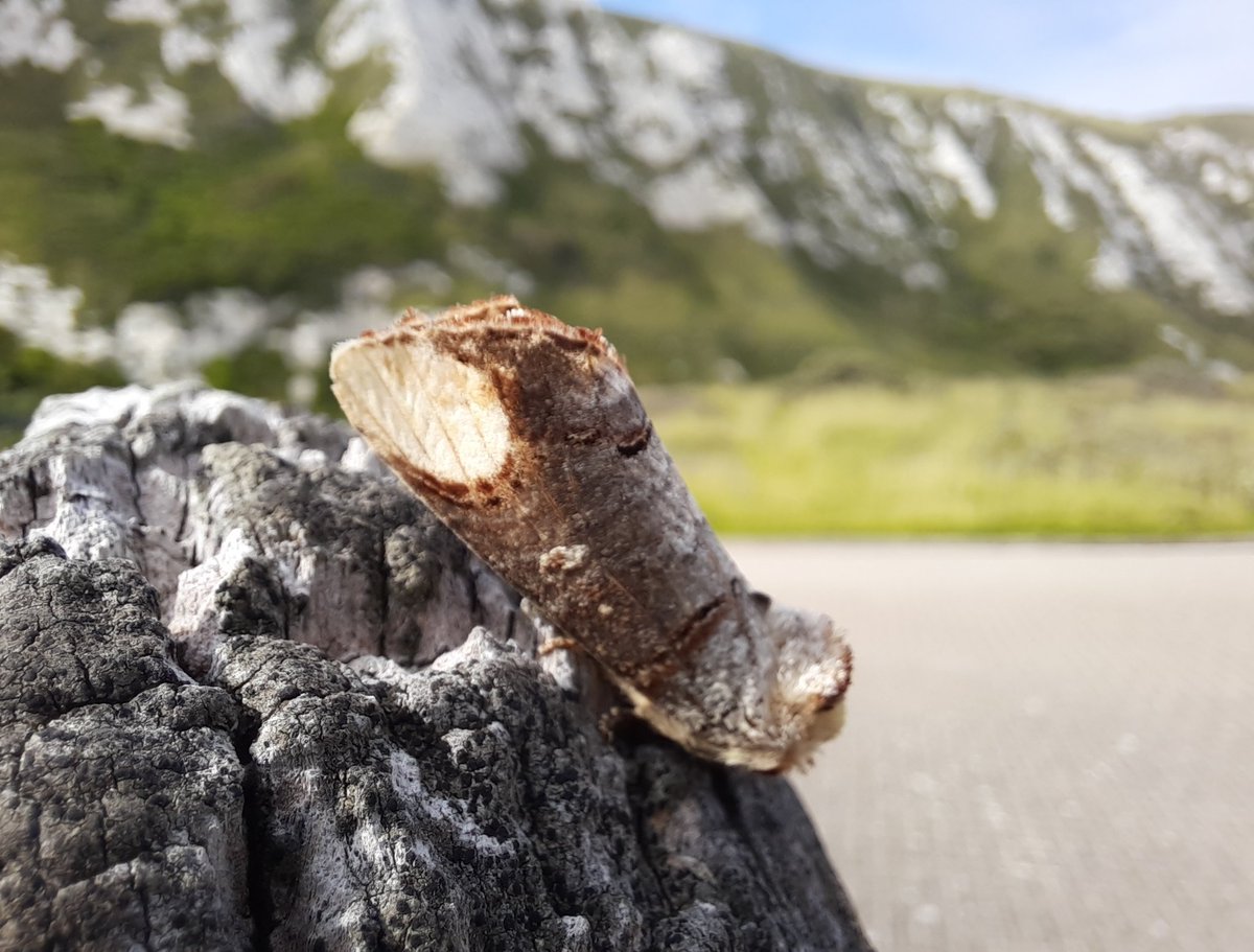 Buff-tip moth or a twig? #samphirehoe #MothNight #magnificentmoths #mothsmatter