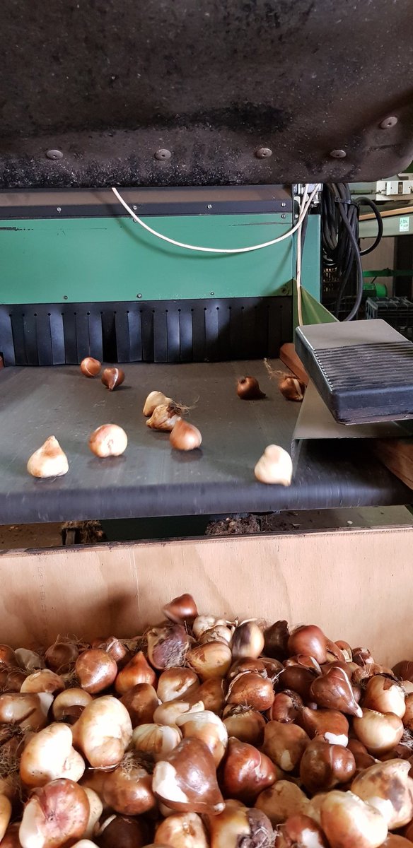 🌷|☀️| Tulpenoogst 2021. Drogen, verwerken, sorteren. #tulpenteelt #Hijken #Drenthe