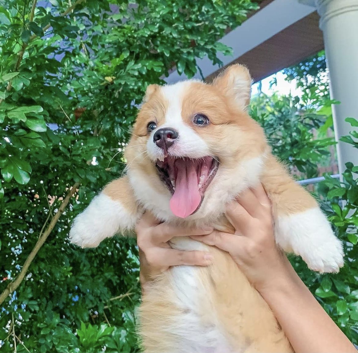 thedailydogvibe's tweet photo. #fridaymorning happy Friday everyone 😊 #dogs #dogsofinstagram #dogsoftwitter #doge https://t.co/m6Cr8SxgCs