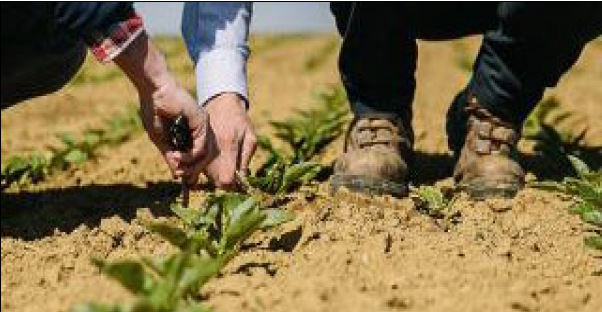 PierreMetivier's tweet photo. Une agriculture écologique, valorisée et valorisante, focus sur une conférence passionnante autour des défis de l’innovation post-covid dans l'agriculture.  https://t.co/wKDVeNLers 
#innovation #DefisInnovation #agriculture #recherche #cooperatives #agritech #mardisinno https://t.co/eNOAoPJE8D