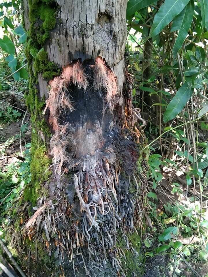 ShineHt50613919's tweet photo. There was broke out between KNU& BGF+SAC who stationed at BEHS of #LayKay village #MyitKyo group, #BeLin tsp (KNU -Thaton District).They opened gunfires and heavy weapons into the #LayKay village around 1:00pm July 9 for 15 mins. 4 houses were damaged.
#WhatsHappeningInMyanmar https://t.co/LnbJt69uxz