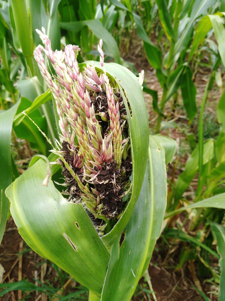 While conducting my routine scouting, I was unlucky I got this today. Head smut(Sphacelotheca reiliana). Did you know the difference between common smut and head smut? 
"Whereas head smut is systemic common smut is not."