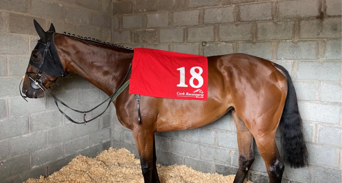 LucyKelleher96's tweet photo. RAGS KITTEN finished a respectable second in the @corkracecourse maiden hurdle to Glorie D’athon. Exciting times ahead for this lovely 5yo American bred mare #kelleherracing #thatshine https://t.co/bkQdZLK1DO