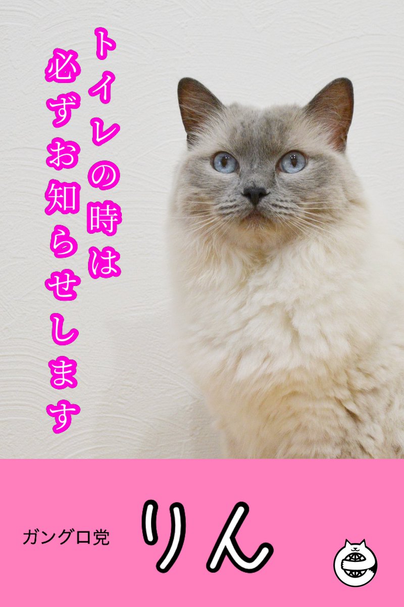 りん レオ ラグドール猫 Nyaaaaalsok Twitter