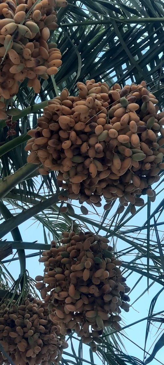 هذا احلى شي بالصييييف 🤤♥️