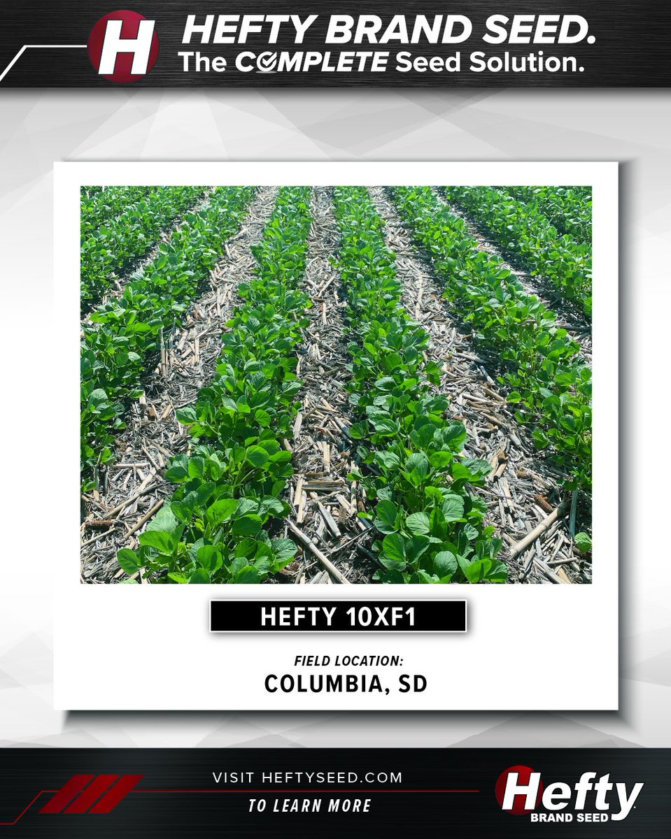 This new XtendFlex soybean is showing off the benefits of having great herbicide flexibility by providing its growers with solid weed control on even the most challenging weeds! See it for yourself in this field near Columbia, SD!