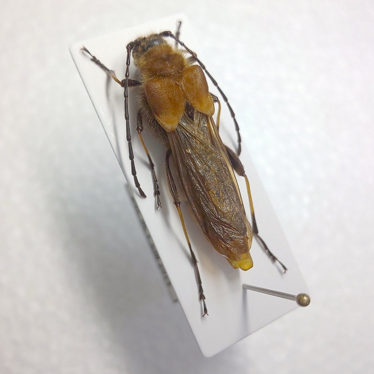 Ulochaetes vacca (China🇨🇳) ♀の仕上げ。