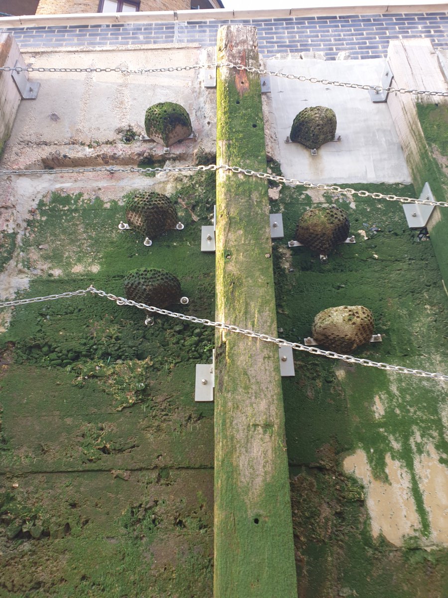 jessmarbio's tweet photo. Legend has it you are never more than a mile from an
@ArtecologyDept
#vertipool... Found these Vertipools on the Thames shore, full of water and algae - sadly they were too high for me to have a proper poke around π https://t.co/r0U9EZF4bj