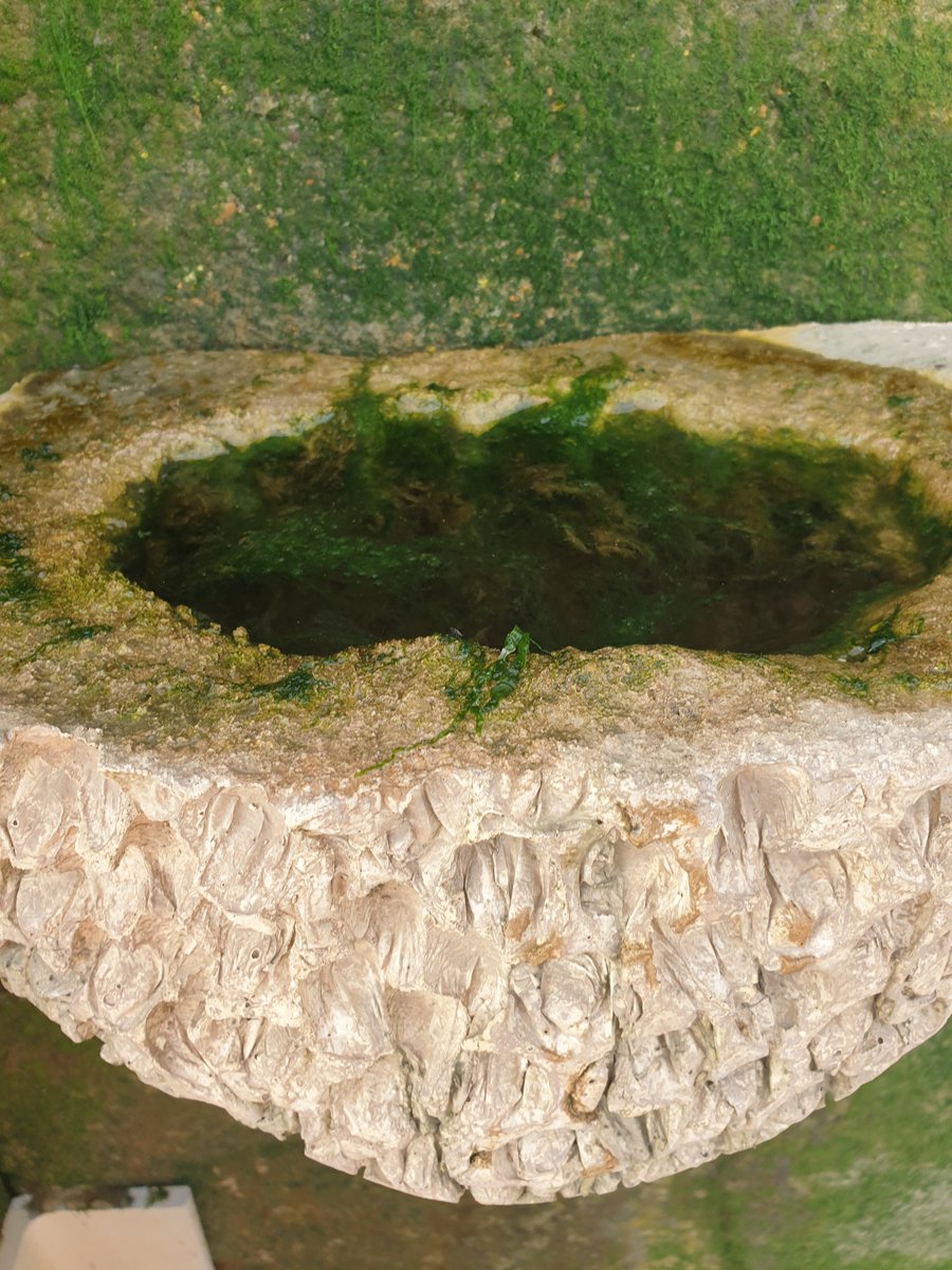 jessmarbio's tweet photo. Legend has it you are never more than a mile from an
@ArtecologyDept
#vertipool... Found these Vertipools on the Thames shore, full of water and algae - sadly they were too high for me to have a proper poke around π https://t.co/r0U9EZF4bj