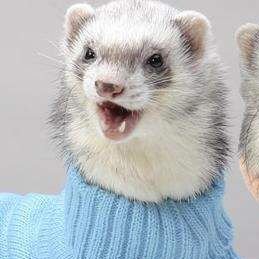 hyunjin as ferrets (@hyunieferrets) on Twitter photo 