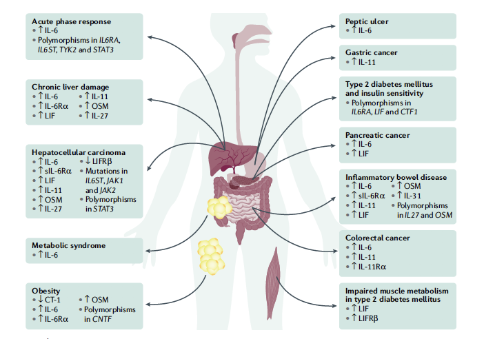 GMFHx's tweet photo. The IL-6 family cytokines is important in gastroenterology homeostasis. @mdgiraldez &amp; colleagues update the role of these cytokines in hepatology and gastroenterology and next steps for translating research into clinical practice via @NatRevGastroHep https://t.co/P2ADZaKonw https://t.co/VUSge1A3CK