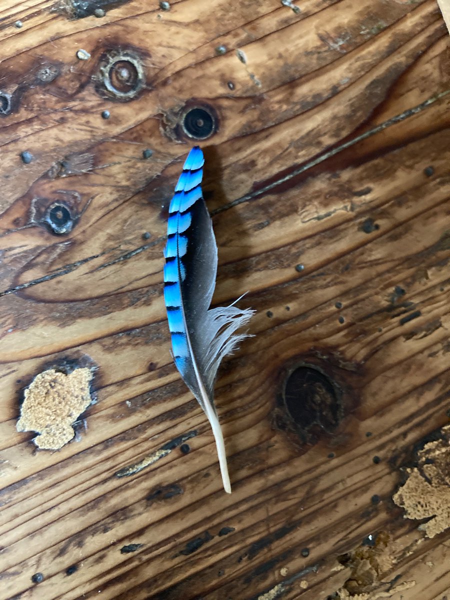 I’ve always wanted to find a Jay feather and today was the day!!!
My excitement is unreal.
