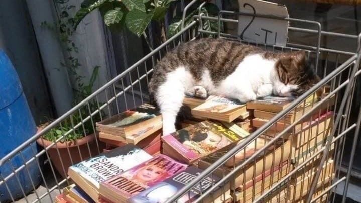 DI0RSBABY's tweet photo. cats sleeping on books for the tl https://t.co/tzRkOy835n