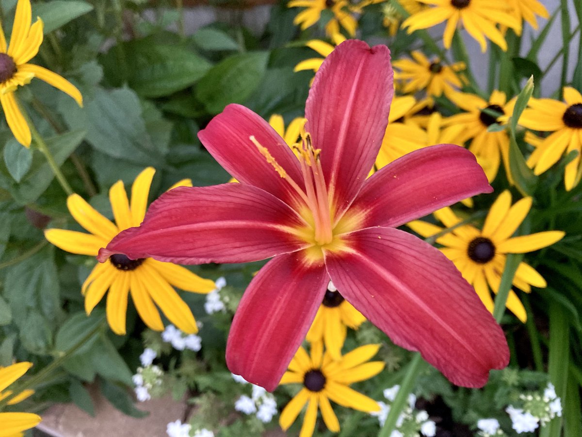 Look what we found flowering above the rudbeckia. It’s the surprises that bring so much joy 🥰 #gardening #grief #flowers #summer