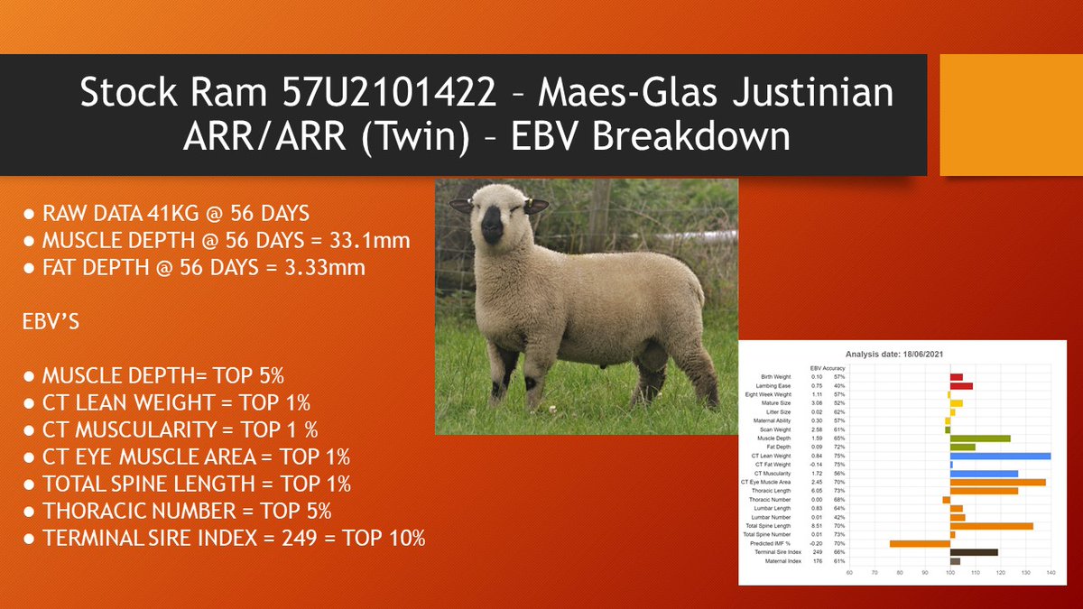 maesglashamps's tweet photo. Here is the EBV Breakdown showacaing the raw and CT scanning data for our second junior stock ram the end of February born Maes-Glas Justinian - 57U2101422 @SamBoonBreeding #hampshiredown #nativebreed #performancerecording https://t.co/hC6PnVstkZ