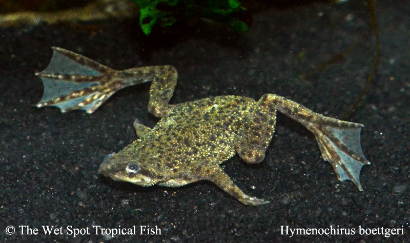 The Wet Spot Tropical Fish tweet media