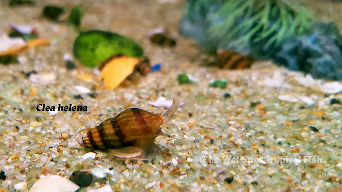 The Wet Spot Tropical Fish tweet media