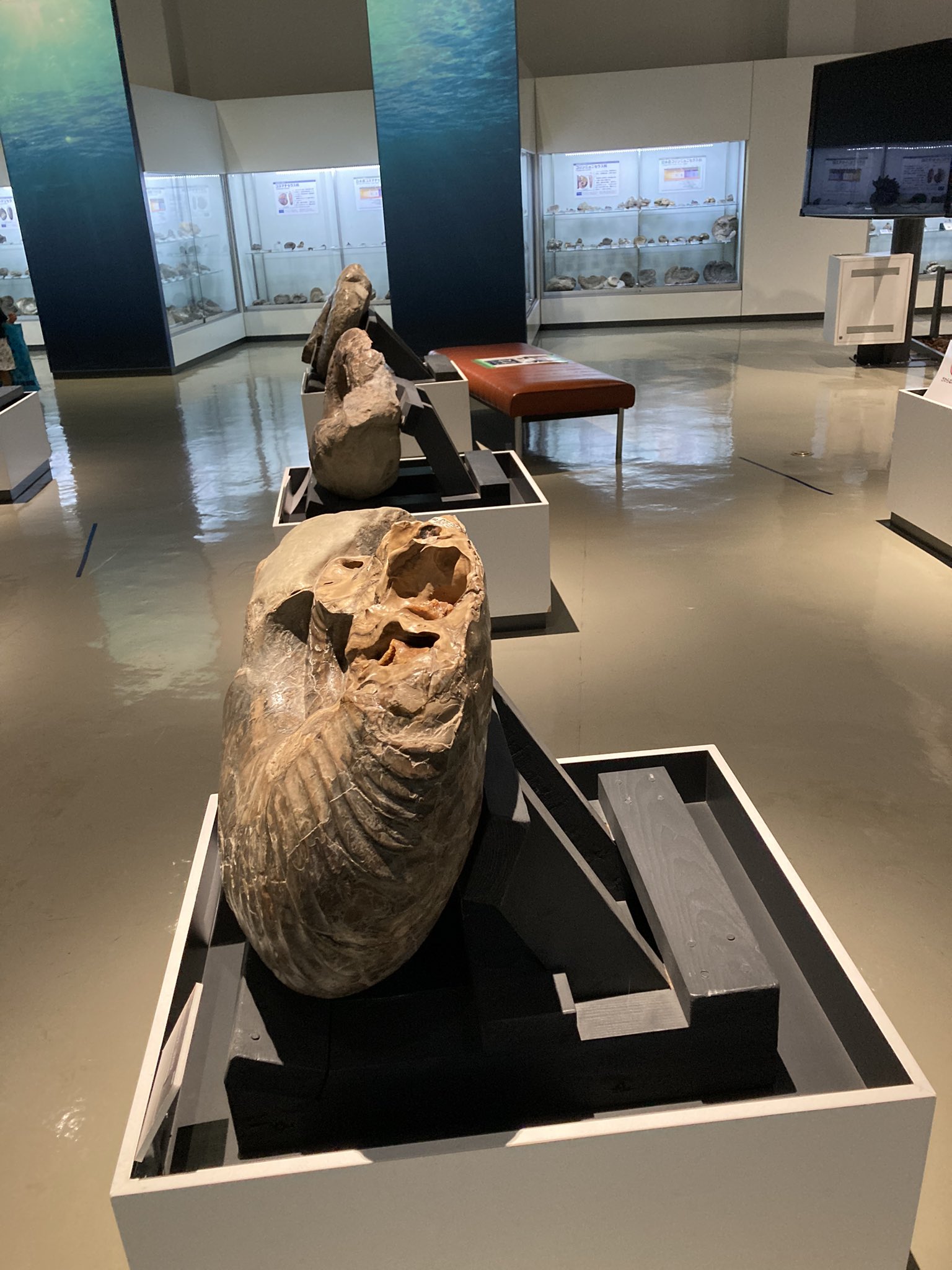 تويتر ないん على تويتر ポケモン 展示以外にも三笠博物館はアモンナイトの展示数日本一なので 展示室入ったら一面にアンモナイトがずら っと展示されてて圧巻 アンモナイトの横や後ろ 裏 も見れるので新鮮 思ったより厚みないのね プテラノドンの影が飛んで