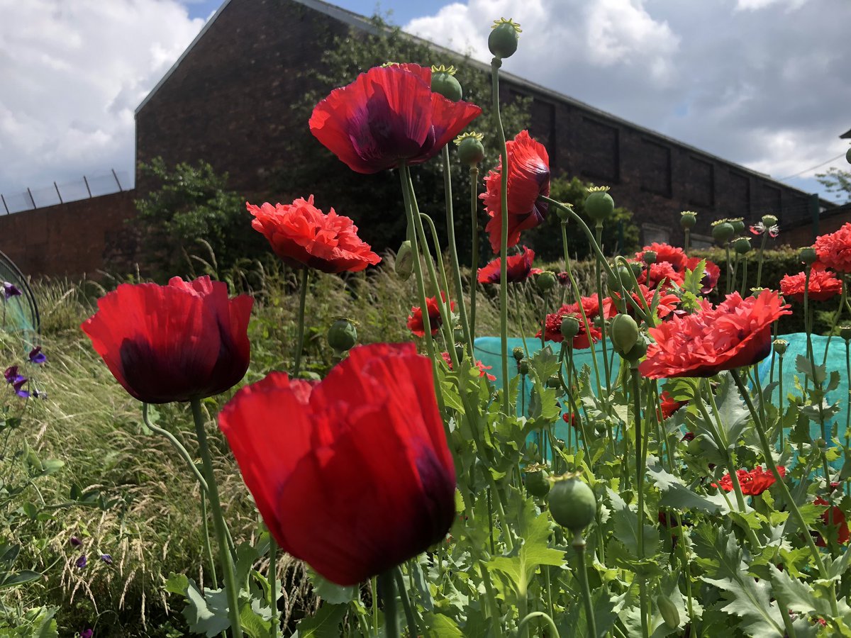 DerethH's tweet photo. Inner city industrial and beauty #thepotteries #floral #potbank #heritage #poppies #StokeOnTrent #FlowersOnFriday #flowers https://t.co/jrQ59DM4Iv