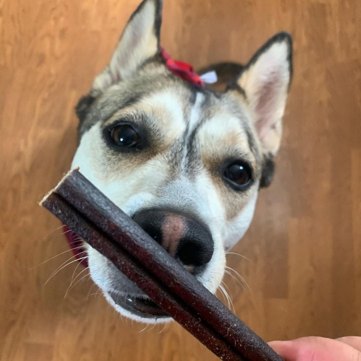 @HazelandCrystal checked out our new collagen sticks… Did you know collagen sticks provide digestive health and coat and nails benefits? They’re like a supplement but in a stick that they love to chew! 
“Taste testing <a href="/barkworthies/">Barkworthies</a> Collagen Chew, I give it two paws up 😋”