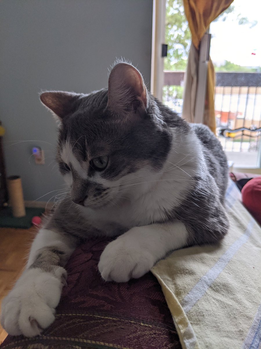 #cats #catsofinstagram #cat #of #catstagram #instagram #catlovers #catlover #catlife #instacat #meow #pets #kittens #kitten #kitty #catoftheday #love #cute #pet #animals #dogs #gatos #world #gato #petsofinstagram  #kittensofinstagram #cutecats #lovecats #bhfyp posing for the 📷