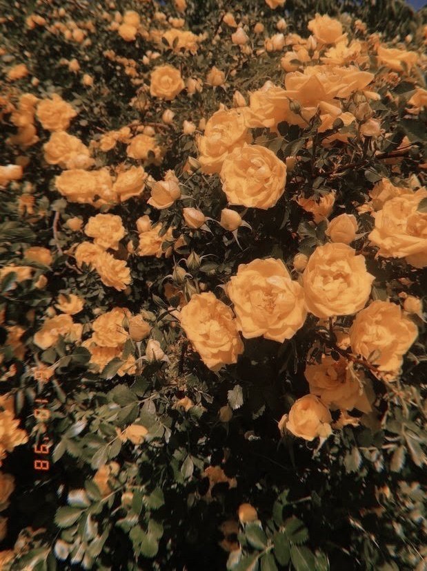 ㅤㅤㅤㅤㅤㅤ  ㅤ𖥸

ㅤ    𑁍̤ DAISY JADE WOODS  
ㅤㅤ             ❨ dᥱmᥱtᥱr❩