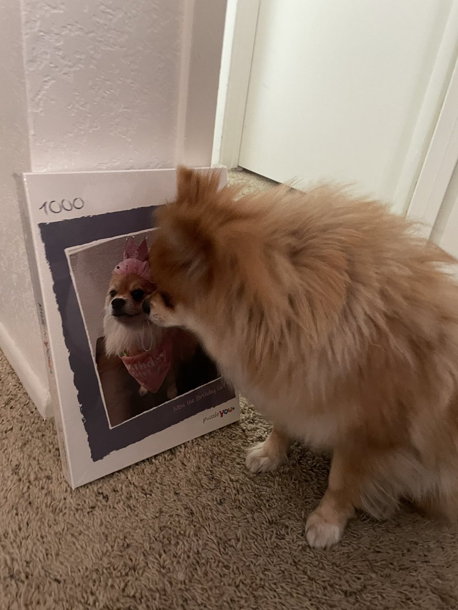 MoxiTheFoxi's tweet photo. I can’t wait to put together our new jigsaw puzzle 😂🧩💖 https://t.co/KYvugyRnDI