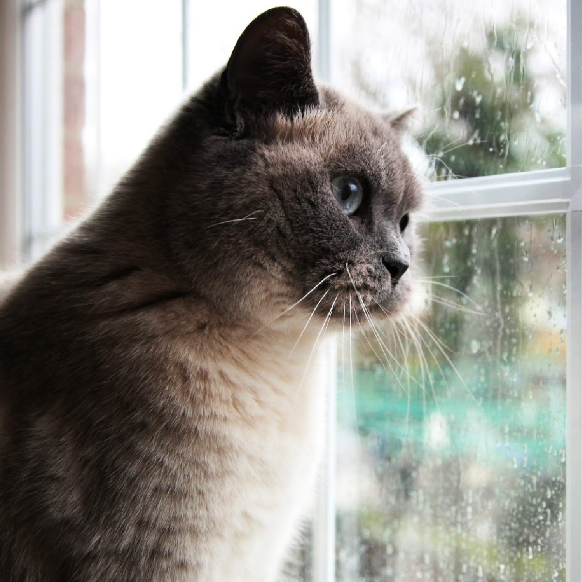 TopLineFL's tweet image. Raindrops keep fallin' on your head? In July, #Florida averages about 6 inches of rain. Thunderstorms also occur on 87% of all days with rainfall.