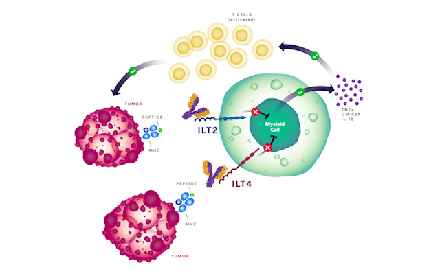This week we announced the initiation of a Phase 1/2 trial of NGM707 for the treatment of patients with advanced solid #tumors. Our second #oncology program to enter the clinic, NGM707 is a novel ILT2/ILT4 dual antagonistic antibody. Read release: bit.ly/3k5HB5w
